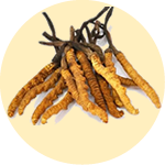 Cordyceps