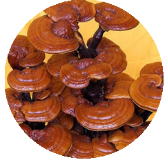 Ganoderma